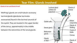 Glands of zeis and Gland of moll
Tear Film: Glands Involved
Wolfring's glands are small tubular accessory
lacrimal glands (glandulae lacrimales
accessoriae) found in the lacrimal caruncle of
the eyelid. They are located in the upper border
of the tarsus, approximately in the middle
between the extremities of the tarsal glands.
 