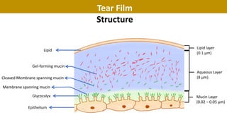 Tear Film
Structure
Epithelium
Glycocalyx
Lipid
Lipid layer
(0.1 μm)
Aqueous Layer
(8 μm)
Mucin Layer
(0.02 – 0.05 μm)
Membrane spanning mucin
Cleaved Membrane spanning mucin
Gel-forming mucin
 