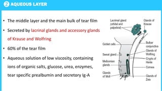 2 AQUEOUS LAYER
• The middle layer and the main bulk of tear film
• Secreted by lacrinal glands and accessory glands
of Krause and Wolfring
• 60% of the tear film
• Aqueous solution of low viscosity, containing
ions of organic salts, glucose, urea, enzymes,
tear specific prealbumin and secretory Ig-A
 