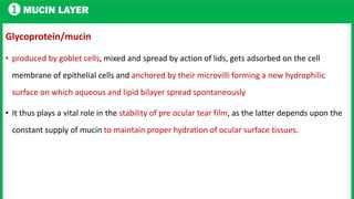 1 MUCIN LAYER
Glycoprotein/mucin
• produced by goblet cells, mixed and spread by action of lids, gets adsorbed on the cell
membrane of epithelial cells and anchored by their microvilli forming a new hydrophilic
surface on which aqueous and lipid bilayer spread spontaneously
• It thus plays a vital role in the stability of pre ocular tear film, as the latter depends upon the
constant supply of mucin to maintain proper hydration of ocular surface tissues.
 