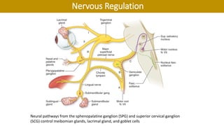 Neural pathways from the sphenopalatine ganglion (SPG) and superior cervical ganglion
(SCG) control meibomian glands, lacrimal gland, and goblet cells
Nervous Regulation
 