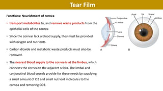 Tear Film
Functions: Nourishment of cornea
• transport metabolites to, and remove waste products from the
epithelial cells of the cornea
• Since the corneal lack a blood supply, they must be provided
with oxygen and nutrients.
• Carbon dioxide and metabolic waste products must also be
removed.
• The nearest blood supply to the cornea is at the limbus, which
connects the cornea to the adjacent sclera. The limbal and
conjunctival blood vessels provide for these needs by supplying
a small amount of O2 and small nutrient molecules to the
cornea and removing CO2.
 