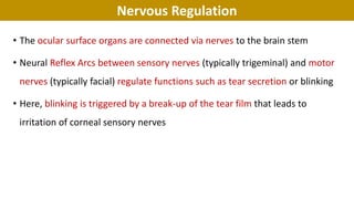 Nervous Regulation
• The ocular surface organs are connected via nerves to the brain stem
• Neural Reflex Arcs between sensory nerves (typically trigeminal) and motor
nerves (typically facial) regulate functions such as tear secretion or blinking
• Here, blinking is triggered by a break-up of the tear film that leads to
irritation of corneal sensory nerves
 