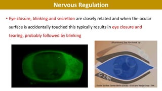 Nervous Regulation
• Eye closure, blinking and secretion are closely related and when the ocular
surface is accidentally touched this typically results in eye closure and
tearing, probably followed by blinking
 