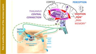Painisanotherfunctionofthenervoussystem
 