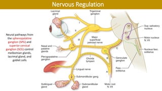 Neural pathways from
the sphenopalatine
ganglion (SPG) and
superior cervical
ganglion (SCG) control
meibomian glands,
lacrimal gland, and
goblet cells
Nervous Regulation
 