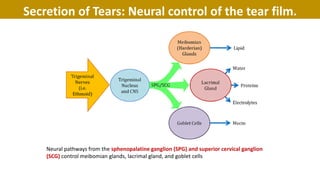 Neural pathways from the sphenopalatine ganglion (SPG) and superior cervical ganglion
(SCG) control meibomian glands, lacrimal gland, and goblet cells
Secretion of Tears: Neural control of the tear film.
 