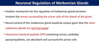 Neuronal Regulation of Meibomian Glands
• Another mechanism for the regulation of meibomian gland secretion
involves the nerves surrounding the acinar cells of the alveoli of the gland
• Neural control of the meibomian gland would be unique given that the other
sebaceous glands are not innervated
• Vasoactive intestinal peptide (VIP)‐containing nerves, probably
parasympathetic, are abundant and surround the acinar cells
 