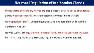 Neuronal Regulation of Meibomian Glands
• Sympathetic and sensory nerves are also present, but are not as abundant as
parasympathetic nerves and are located mainly near blood vessels
• Neuropeptide Y (NPY)‐ containing nerves are also abundant with a similar
distribution as VIP
• Nerves could also regulate the release of lipids from the secretory granules
by stimulating fusion of the secretory granule and apical membranes.
 