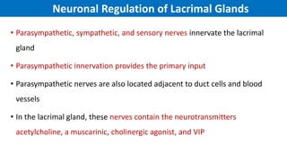 Neuronal Regulation of Lacrimal Glands
• Parasympathetic, sympathetic, and sensory nerves innervate the lacrimal
gland
• Parasympathetic innervation provides the primary input
• Parasympathetic nerves are also located adjacent to duct cells and blood
vessels
• In the lacrimal gland, these nerves contain the neurotransmitters
acetylcholine, a muscarinic, cholinergic agonist, and VIP
 