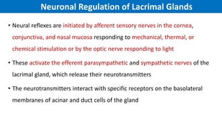 Neuronal Regulation of Lacrimal Glands
• Neural reflexes are initiated by afferent sensory nerves in the cornea,
conjunctiva, and nasal mucosa responding to mechanical, thermal, or
chemical stimulation or by the optic nerve responding to light
• These activate the efferent parasympathetic and sympathetic nerves of the
lacrimal gland, which release their neurotransmitters
• The neurotransmitters interact with specific receptors on the basolateral
membranes of acinar and duct cells of the gland
 