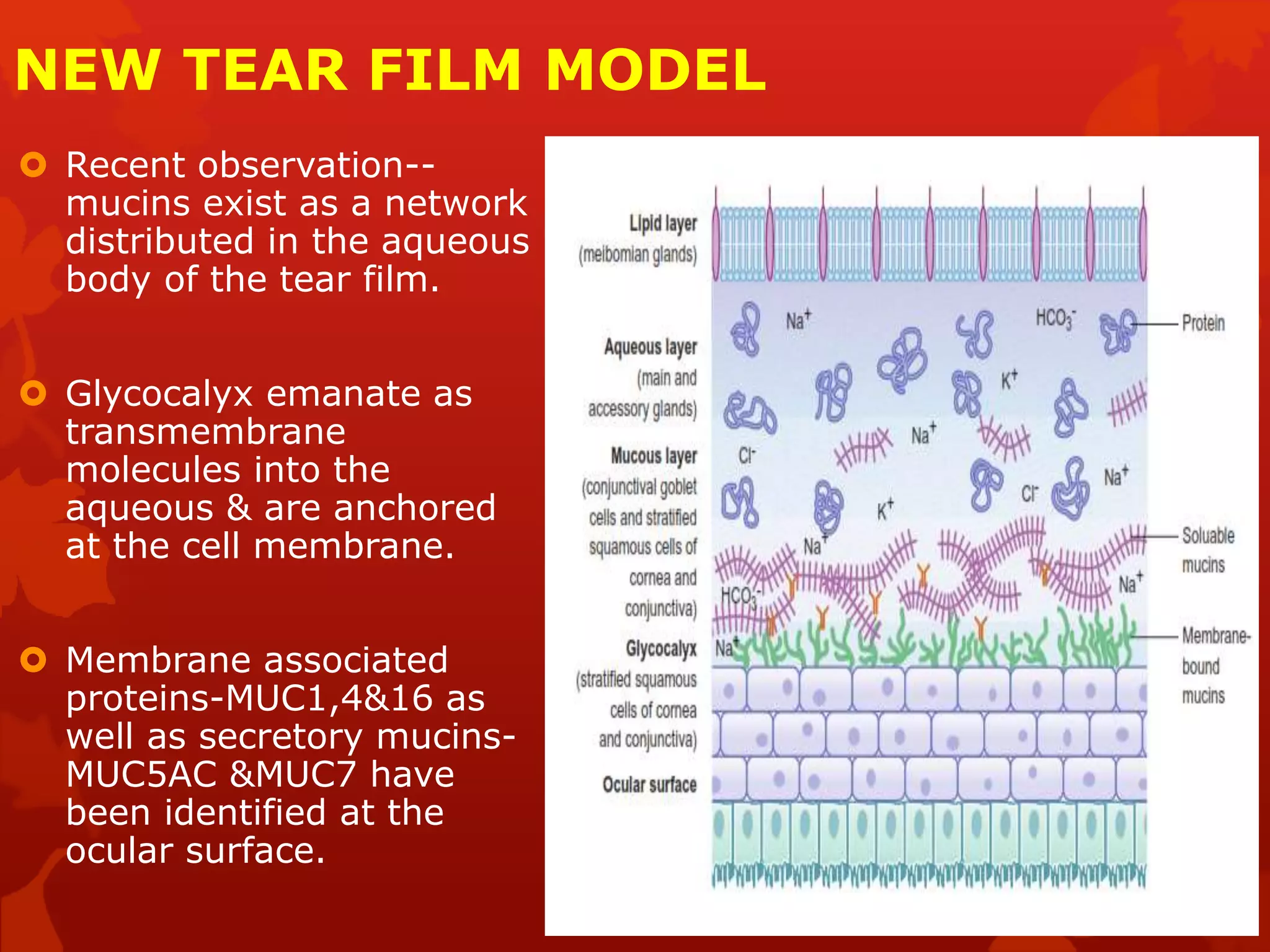 NEW TEAR FILM MODEL
 Recent observation--
mucins exist as a network
distributed in the aqueous
body of the tear film.
 Glycocalyx emanate as
transmembrane
molecules into the
aqueous & are anchored
at the cell membrane.
 Membrane associated
proteins-MUC1,4&16 as
well as secretory mucins-
MUC5AC &MUC7 have
been identified at the
ocular surface.
 