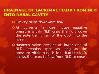 DRAINAGE OF LACRIMAL FLUID FROM NLD
INTO NASAL CAVITY
 Gravity helps downward flow.
 Air currents in nose induce negative
pressure within NLD draw the fluid down
the potential lumen of the duct into the
nose.
 Hasner’s valve present at lower end of
NLD, remains open as long as the
pressure within nose is less than the NLD,
allows the tears to flow from NLD to nose
 