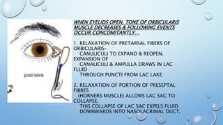 WHEN EYELIDS OPEN, TONE OF ORBICULARIS
MUSCLE DECREASES & FOLLOWING EVENTS
OCCUR CONCOMITANTLY…
1. RELAXATION OF PRETARSAL FIBERS OF
ORBICULARIS–
CANULICULI TO EXPAND & REOPEN.
EXPANSION OF
CANALICULI & AMPULLA DRAWS IN LAC
FLUID
THROUGH PUNCTI FROM LAC LAKE.
2. RELAXATION OF PORTION OF PRESEPTAL
FIBRES
(HORNERS MUSCLE) ALLOWS LAC SAC TO
COLLAPSE.
THIS COLLAPSE OF LAC SAC EXPELS FLUID
DOWNWARDS INTO NASOLACRIMAL DUCT.
 