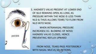 3. HASNER’S VALVE PRESENT AT LOWER END
OF NLD REMAINS OPEN AS LONG AS
PRESSURE WITHIN THE NOSE IS LESS THAN
NLD & THUS ALLOWS TEARS TO FLOW FROM
NLD INTO NOSE.
WHEN INTRANASAL PRESSURE
INCREASES( EG: BLOWING OF NOSE)
HASNERS VALVE CLOSES, HENCE
PREVENTING REFLUX UPWARD
FROM NOSE, TEARS PASS POSTERIORLY
WITH NASAL MUCUS SECRETIONS.
 