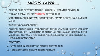 MUCUS LAYER….
• DEEPEST PART OF STRATUM WHICH IS HIGHLY HYDRATED, SEMISOLID
• IT PLAYS A VITAL ROLE IN STABILITY OF TEAR FILM
• SECRETED BY CONJUNCTIVAL GOBLET CELLS, CRYPTS OF HENLE & GLANDS OF
MANZ
• THICKNESS-30 MICROMETER
• CORNEAL EPITHELIUM IS HYDROPHOBIC, THIS MUCIN THAT IS PRODUCED GETS
ADSORBED ON CELL MEMBRANE OF EPITHELIAL CELLS & ANCHORED BY THEIR
MICORVILLI TO FORM A NEW HYDROPHILIC SURFACE ON WHICH AQUEOUS &
LIPID LAYERS CAN SPREAD
• FUNCTION-
a) VITAL ROLE IN STABILITY OF PREOCULAR TEAR FILM
b) LUBRICATES OCULAR & PALPEBRAL SURFACE
 