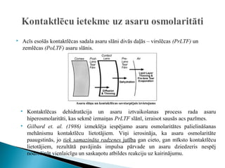    Acīs esošās kontaktlēcas sadala asaru slāni divās daļās – virslēcas (PrLTF) un
    zemlēcas (PoLTF) asaru slānis.




                             Asaru slāņa un kontaktlēcas savstarpējais izvietojums

       Kontaktlēcas dehidratācija un asaru iztvaikošanas process rada asaru
        hiperosmolaritāti, kas sekmē izmaiņas PrLTF slānī, izraisot sausās acs pazīmes.
       Gilbard et. al. (1986) izmeklēja iespējamo asaru osmolaritātes palielināšanas
        mehānismu kontaktlēcu lietotājiem. Viņi ierosināja, ka asaru osmolaritāte
        paaugstinās, jo tiek samazināta radzenes jutība gan cieto, gan mīksto kontaktlēcu
        lietotājiem, rezultātā pavājinās impulsa pārvade un asaru dziedzeris nespēj
        nodrošināt vienlaicīgu un saskaņotu atbildes reakciju uz kairinājumu.
 