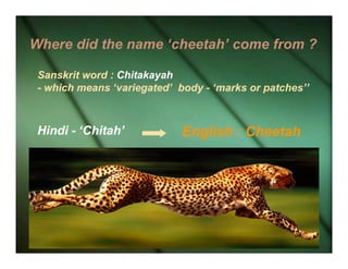 Chatah Language Tears Of The Cheetah | PDF