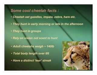 cheetah essay in english