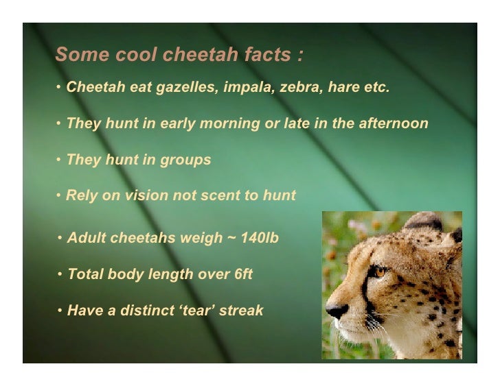 Tears Of The Cheetah