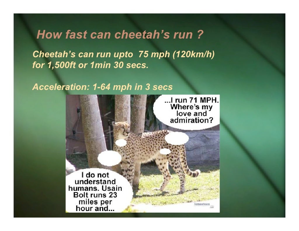 Tears Of The Cheetah