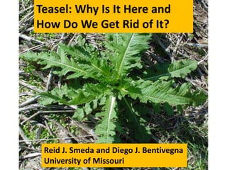 Teasel: Why Is It Here and
How Do We Get Rid of It?




 Reid J. Smeda and Diego J. Bentivegna
 University of Missouri
 