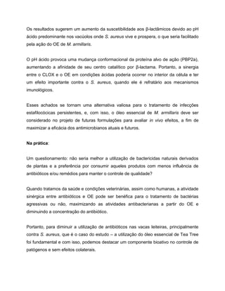 Os resultados sugerem um aumento da suscetibilidade aos β-lactâmicos devido ao pH
ácido predominante nos vacúolos onde S. aureus vive e prospera, o que seria facilitado
pela ação do OE de M. armillaris.
O pH ácido provoca uma mudança conformacional da proteína alvo de ação (PBP2a),
aumentando a afinidade de seu centro catalítico por β-lactama. Portanto, a sinergia
entre o CLOX e o OE em condições ácidas poderia ocorrer no interior da célula e ter
um efeito importante contra o S. aureus, quando ele é refratário aos mecanismos
imunológicos.
Esses achados se tornam uma alternativa valiosa para o tratamento de infecções
estafilocócicas persistentes, e, com isso, o óleo essencial de M. armillaris deve ser
considerado no projeto de futuras formulações para avaliar in vivo efeitos, a fim de
maximizar a eficácia dos antimicrobianos atuais e futuros.
Na prática:
Um questionamento: não seria melhor a utilização de bactericidas naturais derivados
de plantas e a preferência por consumir aqueles produtos com menos influência de
antibióticos e/ou remédios para manter o controle de qualidade?
Quando tratamos da saúde e condições veterinárias, assim como humanas, a atividade
sinérgica entre antibióticos e OE pode ser benéfica para o tratamento de bactérias
agressivas ou não, maximizando as atividades antibacterianas a partir do OE e
diminuindo a concentração do antibiótico.
Portanto, para diminuir a utilização de antibióticos nas vacas leiteiras, principalmente
contra S. aureus, que é o caso do estudo – a utilização do óleo essencial de Tea Tree
foi fundamental e com isso, podemos destacar um componente bioativo no controle de
patógenos e sem efeitos colaterais.
 