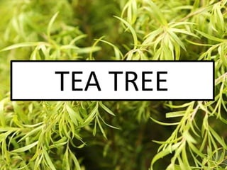 TEA TREE
 