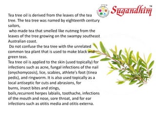 THE BENEFITS, USES, AND HISTORY OF TEA TREE OIL & THE TEA TREE PLA