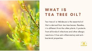 W H A T I S
T E A T R E E O I L ?
Tea tree oil or Melaleuca is the essential oil
that is derived from tea tree leaves. Besides,
it is different from the other plants. It protects
from all kinds of infections and other allergic
reactions. It has anti-inflammatory and anti-
bacterial properties.
 