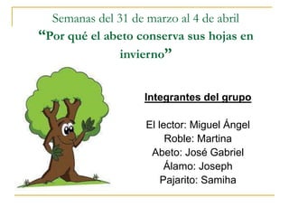 Semanas del 31 de marzo al 4 de abril
“Por qué el abeto conserva sus hojas en
invierno”
Integrantes del grupo
El lector: Miguel Ángel
Roble: Martina
Abeto: José Gabriel
Álamo: Joseph
Pajarito: Samiha
 