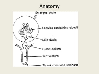Anatomy
 