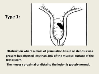 Obstruction where a mass of granulation tissue or stenosis was
present but affected less than 30% of the mucosal surface of the
teat cistern.
The mucosa proximal or distal to the lesion is grossly normal.
Type 1:
 