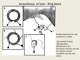 Anaesthesia of teat – Ring block
Needle placement for teat
anesthesia in cattle.
(A) Inverted V block.
(B) Ring block.
(C)Placement of a
tourniquet and teat cannula
for infusion of local
anesthetic into the teat
cistern.
 