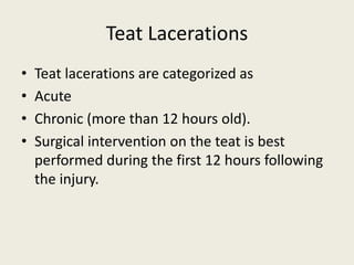 Teat Lacerations
• Teat lacerations are categorized as
• Acute
• Chronic (more than 12 hours old).
• Surgical intervention on the teat is best
performed during the first 12 hours following
the injury.
 