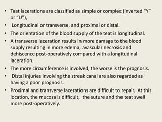 • Teat lacerations are classified as simple or complex (inverted “Y”
or “U”),
• Longitudinal or transverse, and proximal or distal.
• The orientation of the blood supply of the teat is longitudinal.
• A transverse laceration results in more damage to the blood
supply resulting in more edema, avascular necrosis and
dehiscence post-operatively compared with a longitudinal
laceration.
• The more circumference is involved, the worse is the prognosis.
• Distal injuries involving the streak canal are also regarded as
having a poor prognosis.
• Proximal and transverse lacerations are difficult to repair. At this
location, the mucosa is difficult, the suture and the teat swell
more post-operatively.
 
