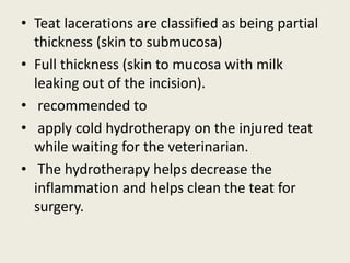 • Teat lacerations are classified as being partial
thickness (skin to submucosa)
• Full thickness (skin to mucosa with milk
leaking out of the incision).
• recommended to
• apply cold hydrotherapy on the injured teat
while waiting for the veterinarian.
• The hydrotherapy helps decrease the
inflammation and helps clean the teat for
surgery.
 