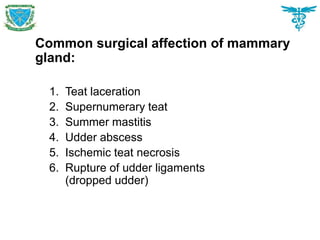 Common surgical affection of mammary
gland:
1. Teat laceration
2. Supernumerary teat
3. Summer mastitis
4. Udder abscess
5. Ischemic teat necrosis
6. Rupture of udder ligaments
(dropped udder)
 