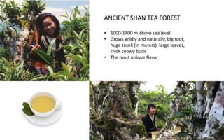 Ancient Tea Region & the Upgrading plan  Slide 5