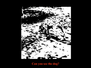 Can you see the dog?