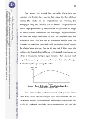10



       Buah tanaman tebu termasuk buah padi-padian, bijinya hanya satu

sedangkan besar lembaga hanya sepertiga dari panjang biji. Daur kehidupan

tanaman tebu dimulai dari fase perkecambahan, fase pertunasan, fase

pemanjangan batang, fase kemasakan, dan fase kematian. Fase perkecambahan

dimulai dengan pembentukan taji pendek dan akar stek pada umur satu minggu

dan diakhiri pada fase kecambah pada umur lima minggu. Fase pertunasan mulai

dari umur lima minggu sampai umur 3,5 bulan, lalu dilanjutkan dengan fase

pemanjangan batang, yaitu pada umur 3,5 bulan sampai sembilan bulan. Fase

kemasakan merupakan fase yang terjadi setelah pertumbuhan vegetatif menurun

dan sebelum batang tebu mati. Pada fase ini kadar gula di dalam batang tebu

mulai terbentuk hingga titik optimal, kurang lebih terjadi pada bulan Agustus, dan

setelah itu rendemennya berangsur-angsur menurun. Tahap pemasakan inilah

yang disebut dengan tahap penimbunan rendemen gula. Proses terbentuknya gula

di dalam batang tebu dapat dilihat pada Gambar 1.

                kadar gula
                10




                 4



                                           Agustus
           Gambar 1 Proses Terbentuknya Gula di Dalam Batang Tebu
                             Sumber : Ahmad Supriyadi, 1992


       Pada Gambar 1 terlihat jelas bahwa rendemen berada pada masa optimal

sekitar bulan Agustus, setelah itu berangsur-angsur turun sampai titik akhir pada

fase kematian tanaman. Proses terbentuknya rendemen gula di dalam batang tebu

berjalan dari ruas ke ruas yang tingkat kemasakannya tergantung pada umur ruas.
 