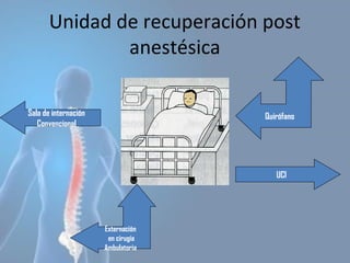 Unidad de recuperación post
anestésica
Externación
en cirugía
Ambulatoria
Quirófano
UCI
Sala de internación
Convencional
 