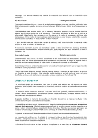 mancozeb y en ataques severos una mezcla de mancozeb con benomil, con un insecticida como
endosulfan.
Mal del machete Ceratocystes fimbriata
Enfermedad que ataca el tronco y ramas de la planta y se manifiesta como una marchites total de las hojas
del árbol que quedan pegadas al mismo por mucho tiempo. El árbol muere debido al daño causado por el
hongo.
Esta enfermedad tiene relación directa con la presencia del insecto Xyleborus, el cual provoca diminutas
galerías en el tronco donde vive y se reproduce. Este insecto es atraído al árbol por el olor de al
enfermedad. Al perforarlo, libera un aserrín muy fino que sirve de medio de propagación del hongo a las
plantas sanas. Otros medios de transmisión son las herramientas de podar el cacao y las heridas causadas
al tronco en las deshierbas, de ahí su nombre "mal del machete".
El árbol atacado debe ser destroncado, sacado y quemado fuera de la plantación; la tierra del hueco
también se saca, se asolea y se le aplica cal.
A manera de prevención, durante las deshierbas o podas se debe evitar herir las plantas y desinfectar
constantemente toda herramienta durante la deschupona, poda, limpieza, etc. Para este efecto se utiliza la
formalina a 5%.
Enfermedad rosada Corticium salmonicolor
Esta enfermedad ataca ramas y el tronco. Los árboles de dos años mueren por efecto de ella. En árboles
de mayor edad, las ramas lesionadas se secan y presentan incrustaciones, el hongo se esparce sobre la
superficie, se nota una capa delgada de color rosado, lo que permite reconocer la enfermedad.
Se combate previniendo condiciones de excesiva humedad dentro de la plantación que se logra drenando,
podando el cacao y regulando el sombrío.
Cuando hay árboles enfermos, se debe podar el material enfermo y quemarlo; el resto del árbol se atomiza
con fungicida a base de cobre. Usar además, pasta cicatrizante en todo corte de poda, así como
desinfectar continuamente las herramientas usadas para ese propósito con formalina al 5%.
COSECHA Y BENEFICIO
Las mazorcas deben ser recolectadas cada diez o quince días, excepto en los períodos de mayor
producción del año (abril, mayo, noviembre, y diciembre), cuando la cosecha se realizará prácticamente a
diario.
Las mazorcas deben cosecharse maduras. Los frutos inmaduros (pintones), reducen el rendimiento y la
calidad, y en los sobremaduros, las almendras pierden calidad aromática y de sabor; además, existe el
riesgo de que la semilla germina adentro.
Es posible identificar el momento de cosecha por el cambio de color de la mazorca: los frutos verdes
cambian a amarillo y los rojos se tornan anaranjados.
La calidad final del cacao para la comercialización, depende directamente de una adecuada fermentación
y secado de la almendra. Mediante este proceso se limpia la semilla, muere el embrión y se alcanza el
aroma y sabor, así como la buena presentación de las almendras. Además, se prepara el grano para que
pueda ser almacenado por un determinado tiempo sin riesgo de contaminación de insectos y mohos.
En general, la fermentación debe realizarse en un lugar protegido pero suficientemente ventilado.
Las mazorcas se quiebran, con el cuidado de no causar heridas a las almendras, las cuales se dejan
fermentar. Este proceso requiere un período de tres a cinco días, según la zona, y es necesario remover o
voltear las almendras cada veinticuatro horas.
La fermentación comúnmente se hace en sacos o montones en el suelo, pero el proceso en sacos es
deficiente, por lo que debe evitarse. El uso de montones en el suelo requiere aislar la masa de almendras
del contacto directo con el suelo y una estricta remoción cada veinticuatro horas para homogenizar la
fermentación; así mismo el montón debe cubrirse con hojas de plátano, sacos u otro material.
 