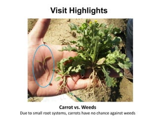Visit Highlights




                     Carrot vs. Weeds
Due to small root systems, carrots have no chance against weeds
 