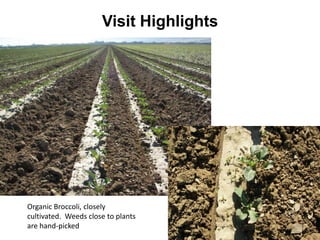 Visit Highlights




Organic Broccoli, closely
cultivated. Weeds close to plants
are hand-picked
 