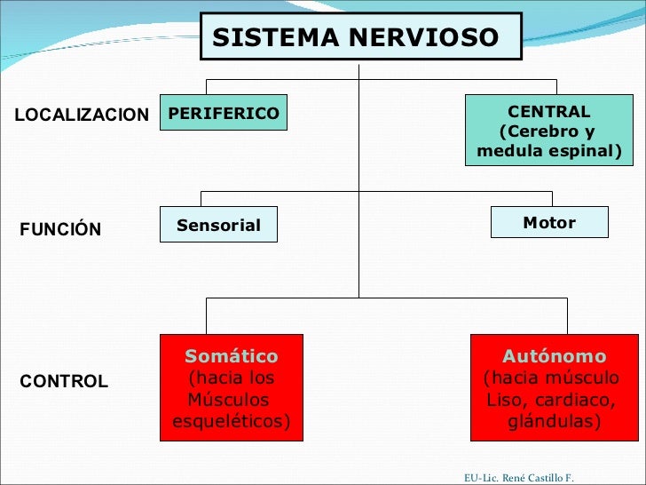 SISTEMA NERVIOSO PERIFERICO