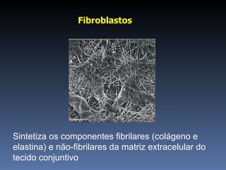 Fibroblastos   Sintetiza os componentes fibrilares (colágeno e elastina) e não-fibrilares da matriz extracelular do tecido conjuntivo 
