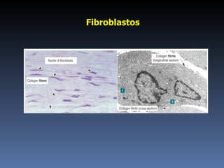 Fibroblastos  