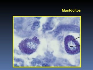 Mastócitos 