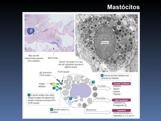 Mastócitos 